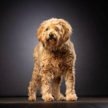 Maxwell -  Wheaten Terrier and Mixed Breed Dog for Adoption in Jupiter, Florida - Maxwell | PetCurious