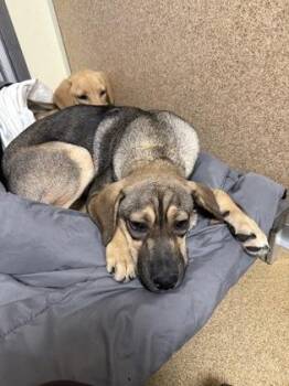 Clover May -  Hound and Mixed Breed Dog for Adoption in East Brookfield, Massachusetts - Clover May | PetCurious