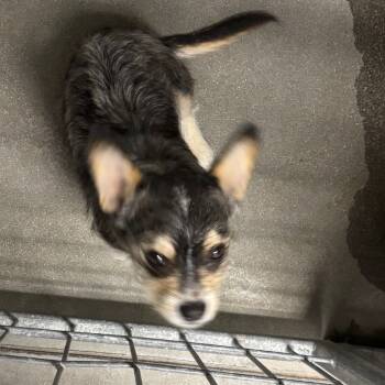 Rescue Yorkshire Terrier and Mixed Breed Dogs for Adoption in Los Angeles, California - Star A2241760 | PetCurious