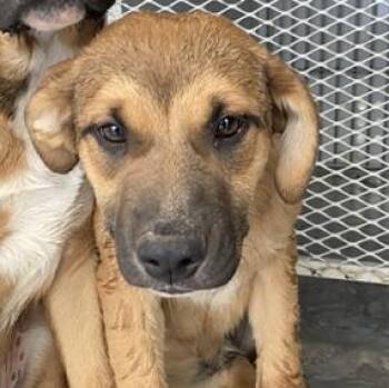 Shepherd Dogs Available for Adoption in Thousand Oaks, California - Mindy -- URGENT! LONGTIME RESIDENT! | PetCurious