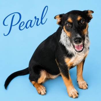 Pearl -  Australian Cattle Dog Blue Heeler Dog for Adoption in South Elgin, Illinois - Pearl | PetCurious