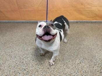 MICHY -  French Bulldog and American Bulldog Dog for Adoption in Doral, Florida - MICHY | PetCurious