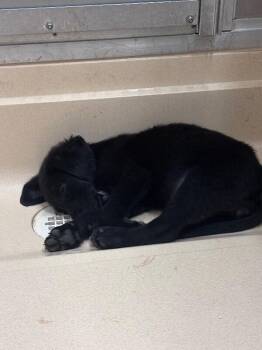 Minnie -  Black Labrador Retriever Dog for Adoption in Burgaw, North Carolina - Minnie | PetCurious
