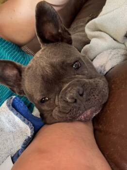 Magnolia -  French Bulldog Dog for Adoption in Wappingers Falls, New York - Magnolia | PetCurious