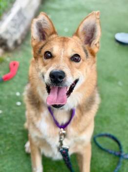 Australian Shepherd Dogs Available for Adoption - Hank | PetCurious