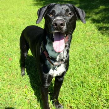 Bandit -  German Shepherd Dog Dog for Adoption in Michigan City, Indiana - Bandit | PetCurious