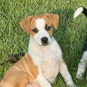 Honey -  Pit Bull Terrier Dog for Adoption in Meridian, Mississippi - Honey | PetCurious