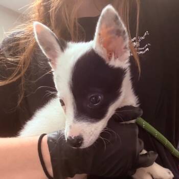 Mixed Breed Dogs Available for Adoption in Yuma, Arizona - Coco | PetCurious