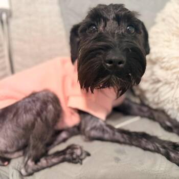Lottie -  Miniature Schnauzer Dog for Adoption in Homer Glen, Illinois - Lottie | PetCurious