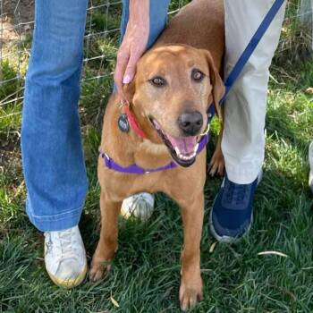 Labrador Retriever Dogs Available for Adoption in Elverta, California - Ruby | PetCurious