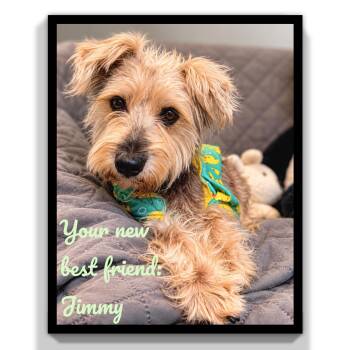 Jimmy -  Schnauzer Dog Available for Adoption in Fredericksburg, Virginia - Jimmy | PetCurious