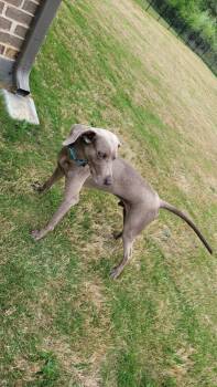 Din -  Weimaraner Dog for Adoption in Dallas, Texas - Din | PetCurious