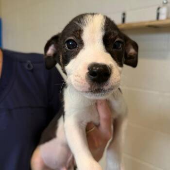 Bernardo -  Mixed Breed Dog for Adoption in Englewood, Florida - Bernardo | PetCurious