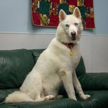 Sephiroth -  Siberian Husky Dog for Adoption in La Grange, Texas - Sephiroth | PetCurious