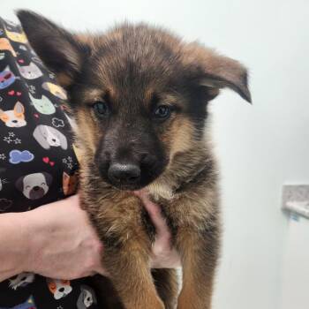 Gomez -  German Shepherd Dog Dog for Adoption in Clavet, Saskatchewan - Gomez | PetCurious