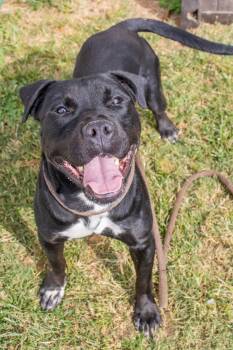 Rescue Mixed Breed Dogs for Adoption in Chamblee, Georgia - Lagoon - IN FOSTER | PetCurious