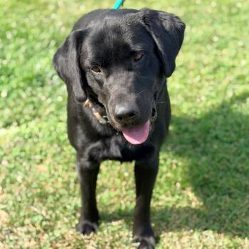 Jedediah Stray Hold 6/29 -  Mixed Breed Dog for Adoption in Huntington, West Virginia - Jedediah Stray Hold 6/29 | PetCurious