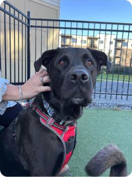 Rescue Black Labrador Retriever Dogs for Adoption in Winnipeg, Manitoba - Rocket | PetCurious