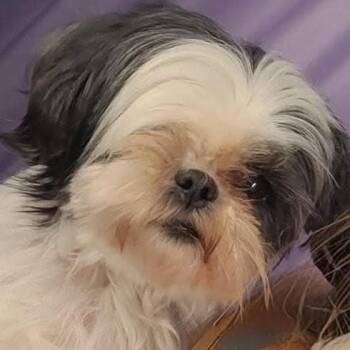 Grace -  Shih Tzu Dog for Adoption in Bristol, Indiana - Grace | PetCurious