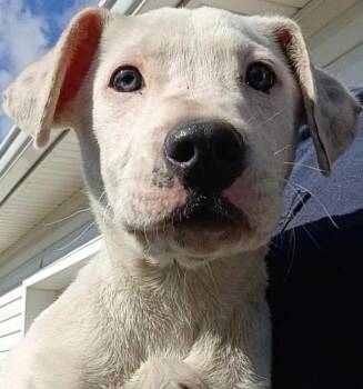 Pit Bull Terrier Dogs Available for Adoption in Elizabethton, Tennessee - BILLY | PetCurious