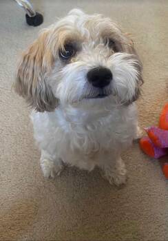 Lhasa Apso and Poodle Dogs Available for Adoption - Luna | PetCurious
