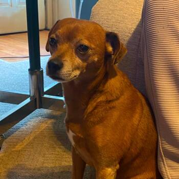 Kiwi -  Chihuahua and Mixed Breed Dog for Adoption in Fairfax Station, Virginia - Kiwi | PetCurious