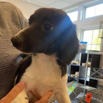 Dachshund Dogs Available for Adoption - Billy | PetCurious