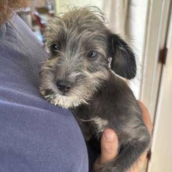 Aniya -  Terrier Dog for Adoption in Sonoma, California - Aniya | PetCurious