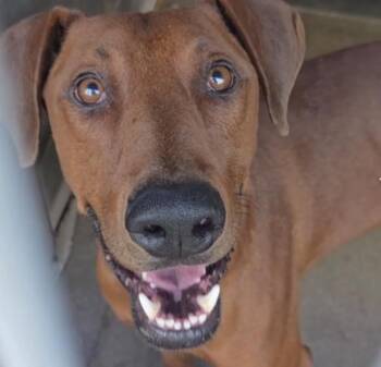 Dash -  Redbone Coonhound and Rhodesian Ridgeback Dog for Adoption in Bloomfield Hills, Michigan - Dash | PetCurious