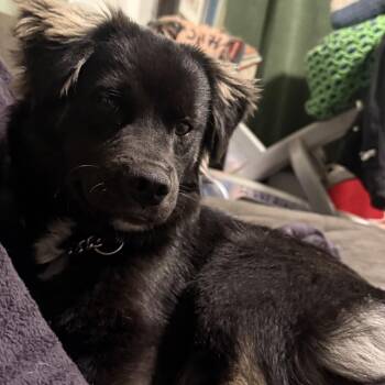 Rescue Mixed Breed Dogs for Adoption in Whittier, California - Kano | PetCurious