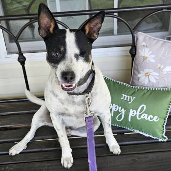 Mixed Breed Dogs Available for Adoption - Henry | PetCurious