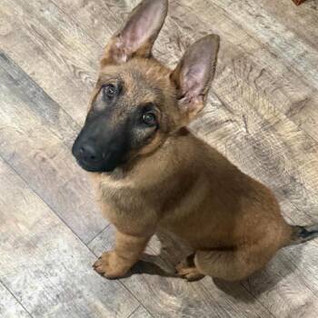 Belgian Shepherd Malinois and German Shepherd Dog Dogs Available for Adoption - Joey | PetCurious