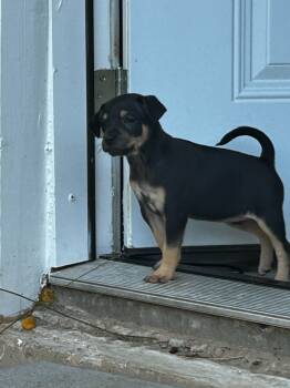 Rescue Chihuahua and Terrier Dogs for Adoption in College Station, Texas - Ms Odie (Perdita) | PetCurious
