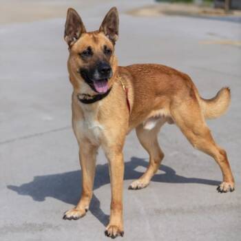PUSHPOP -  German Shepherd Dog and Mixed Breed Dog for Adoption in St. Louis, Missouri - PUSHPOP | PetCurious