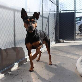 German Pinscher Dogs Available for Adoption in Springfield, Illinois - Harley | PetCurious