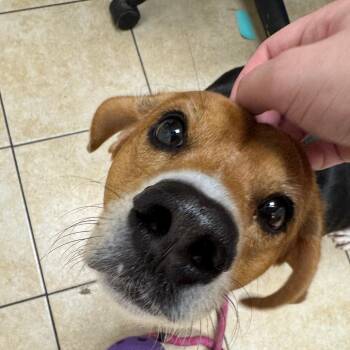 Dozer -  Beagle Dog for Adoption in Pekin, Illinois - Dozer | PetCurious
