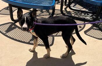 Labrador Retriever and Mixed Breed Dogs Available for Adoption in Leesburg, Virginia - SUNFLOWER | PetCurious