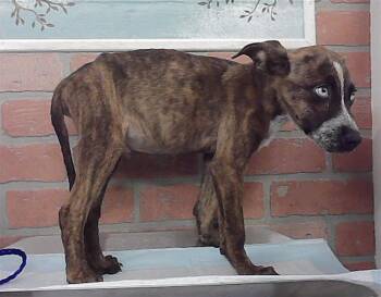 A2096942 -  Staffordshire Bull Terrier and Mixed Breed Dog for Adoption in Houston, Texas - A2096942 | PetCurious