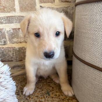 Rogue -  Golden Retriever and Labrador Retriever Dog for Adoption - Rogue | PetCurious