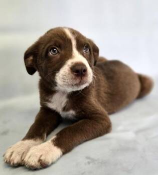 Moana -  Australian Shepherd and Mixed Breed Dog for Adoption in Morton Grove, Illinois - Moana | PetCurious