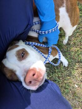 Pit Bull Terrier Dogs Available for Adoption in Rocky Mount, North Carolina - Winnie31998A | PetCurious