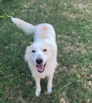 Cece -  Great Pyrenees Dog for Adoption in Garland, Texas - Cece | PetCurious