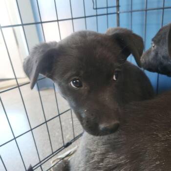 Labrador Retriever Dogs Available for Adoption in Kingman, Arizona - Leia | PetCurious