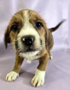 Rat Terrier and Mixed Breed Dogs Available for Adoption in Morton Grove, Illinois - Meenie | PetCurious