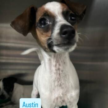Austin -  Chihuahua Dog for Adoption in Tampa, Florida - Austin | PetCurious