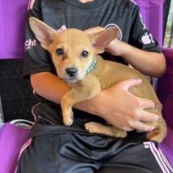 Tart -  Terrier Dog for Adoption in Wake Forest, North Carolina - Tart | PetCurious