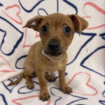 Dachshund and Chihuahua Dogs Available for Adoption in Long Beach, California - Hickory | PetCurious