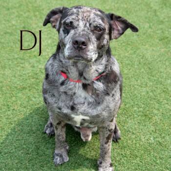 DJ -  American Staffordshire Terrier and English Bulldog Dog for Adoption in Parkersburg, West Virginia - DJ | PetCurious