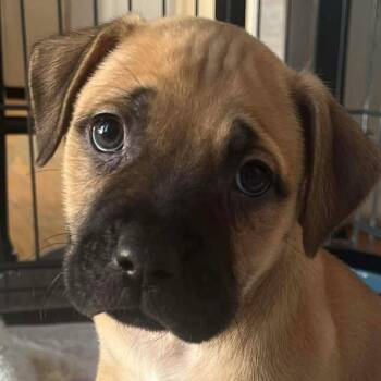 Labrador Retriever and Pit Bull Terrier Dogs Available for Adoption - Helen | PetCurious