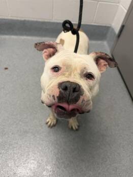WANDA -  American Bulldog and Mixed Breed Dog for Adoption in Indianapolis, Indiana - WANDA | PetCurious